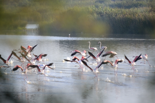 fenicotteri rosa